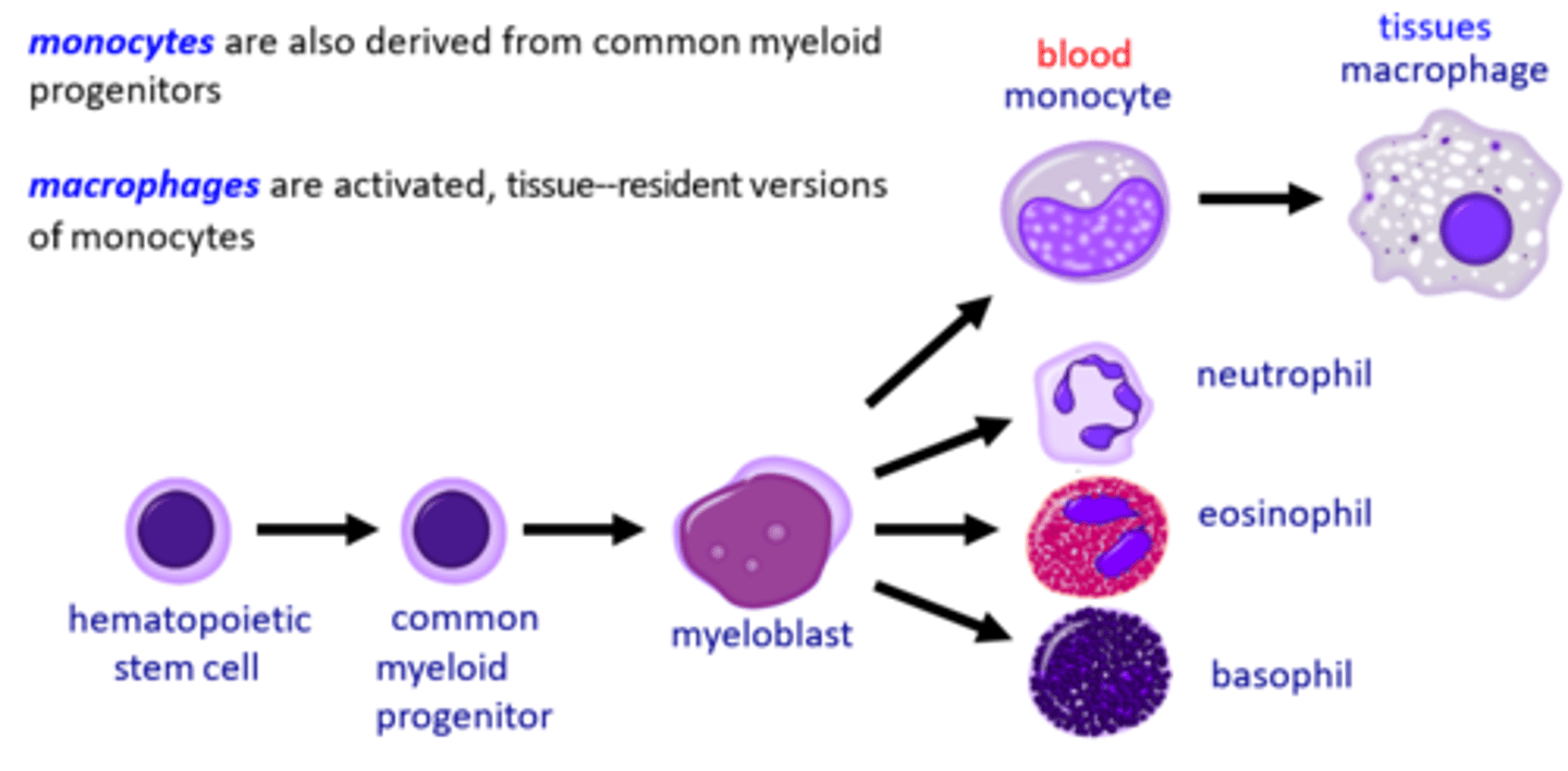 <p>myeloid progenitor cells in the bone marrow</p>