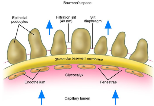 <ol><li><p><strong>Glomerular capillary epithelium</strong> (fenestrated)</p></li></ol><ul><li><p>The pores in the glomerular capillaries are fairly large (to allow for bulk fluid to move out of the vessel)</p></li></ul><ol><li><p><strong>Basal lamina</strong> (aka. basement membrane)</p></li><li><p><strong>Epithelium of Bowman’s capsule</strong></p></li></ol><p></p>