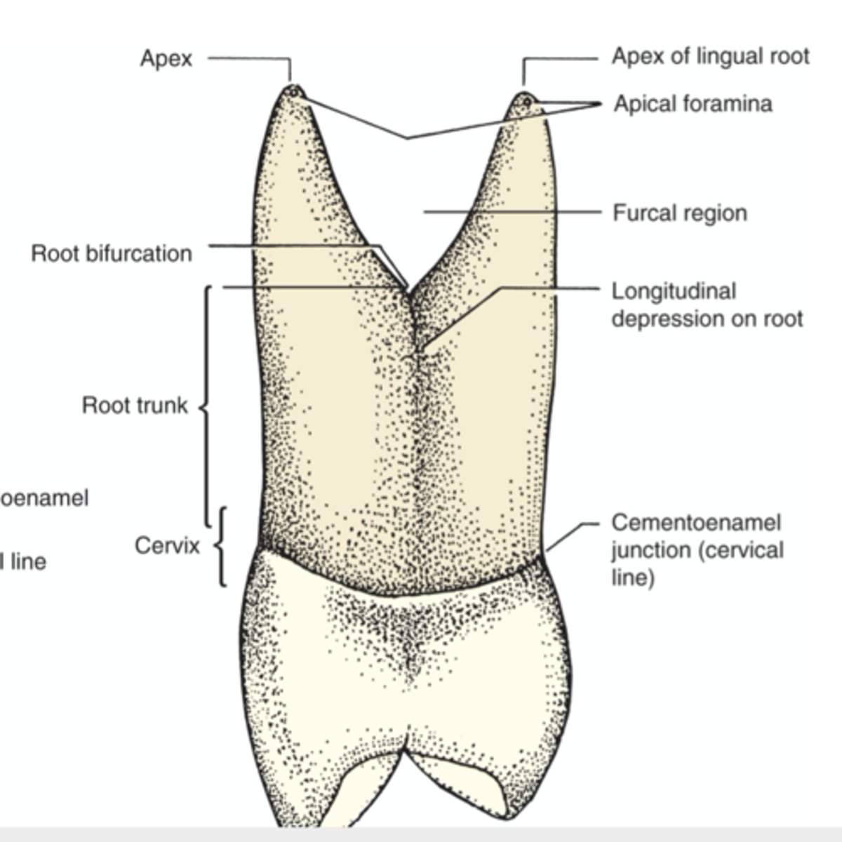 <p>the space between two or more roots</p>