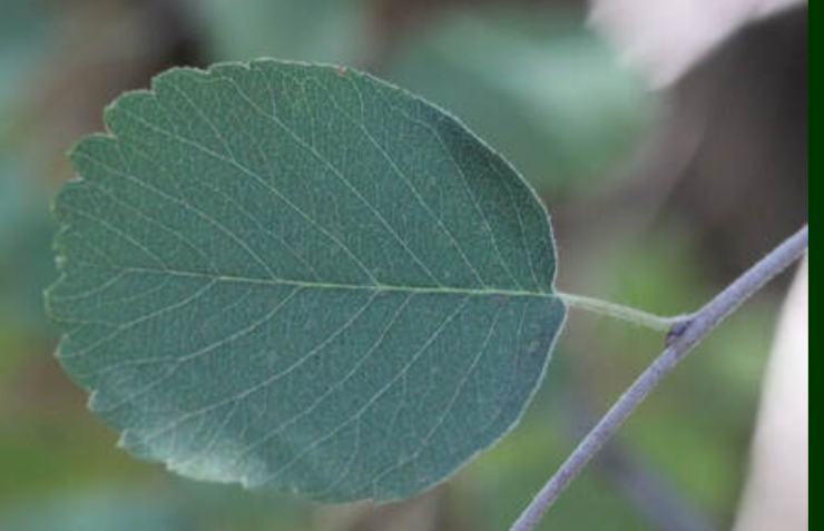 term image