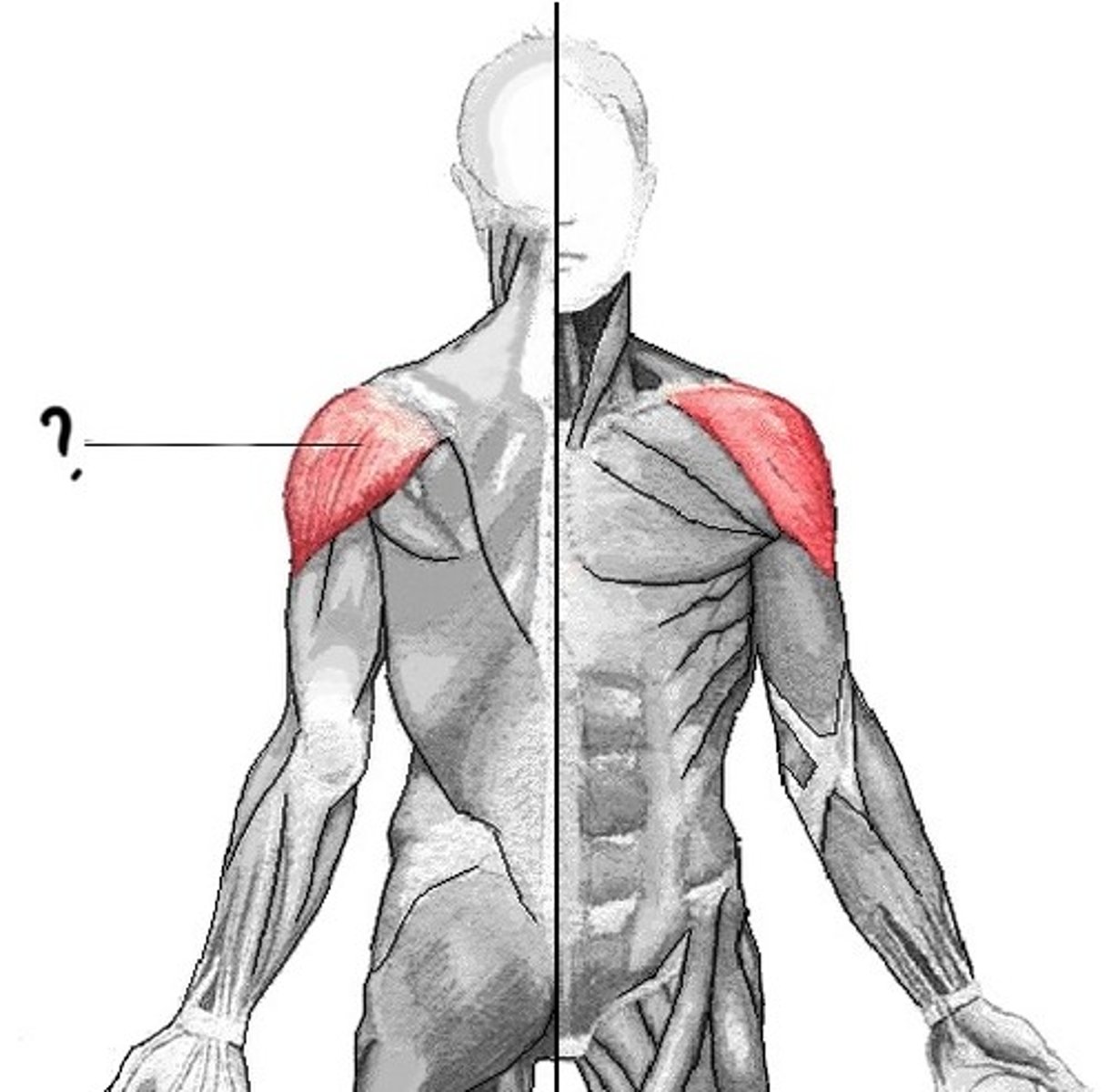 <p>Origin: 1. clavicle 2. Spine and acromion processes of scapula</p><p>Insertion: deltoid tuebrosity on humerus</p><p>Action: abducts the upper arm; assists in flexion and extension of the upper arm</p>