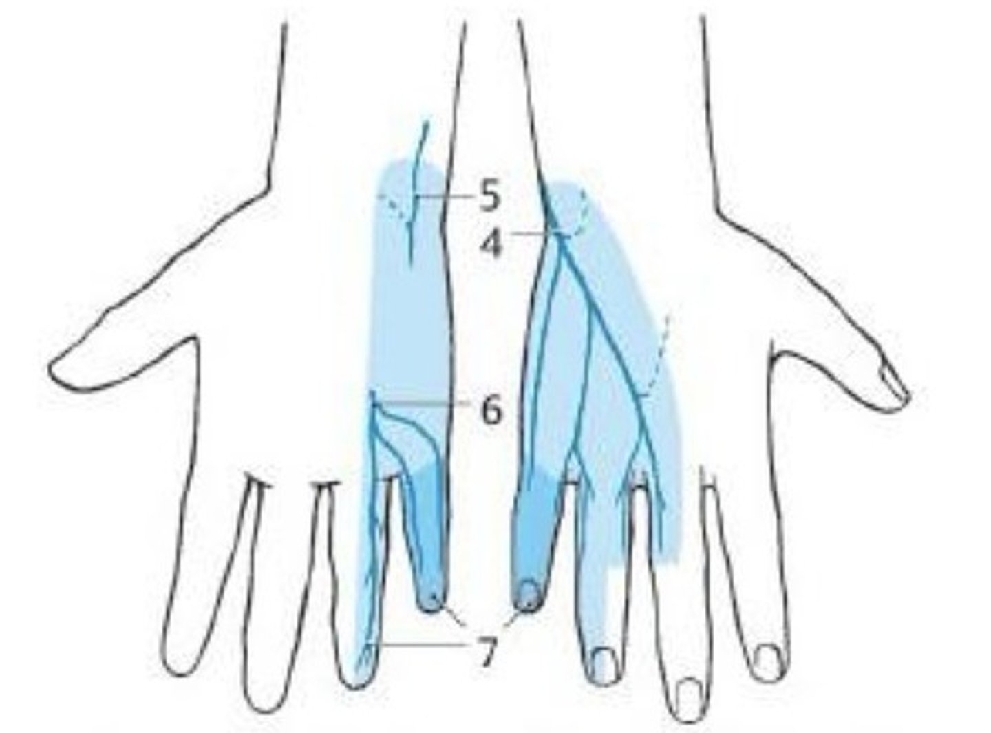 <p>What nerve supplies the blue in this picture?</p>