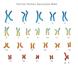 <p>all chromosomes in your nucleus, stained under a microscope to be seen</p>