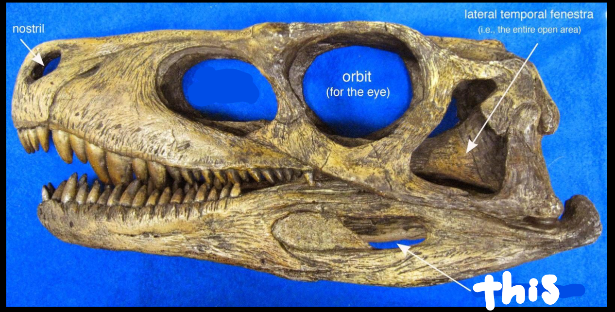 <p> a hole in the lower jaw</p>