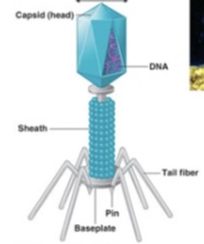 <p>Complex viruses</p>