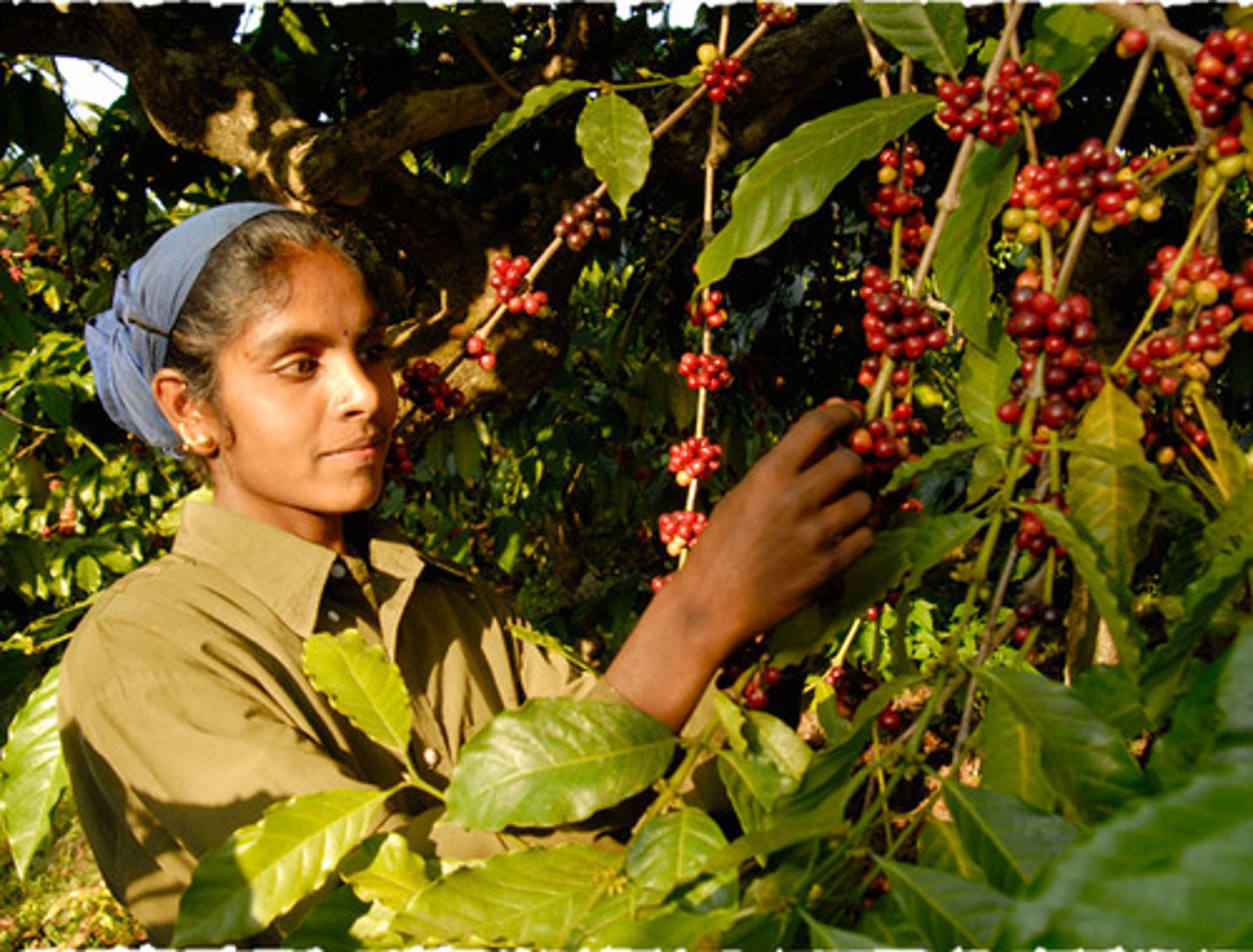 <p>/ˈkɒfi plænˈteɪʃən/ • Phrase • A farm where coffee is grown • Đồn điền cà phê • The coffee plantation is famous for its high-quality beans.</p>