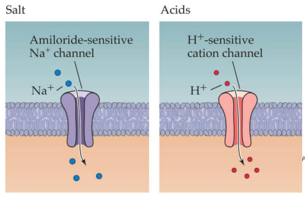 <p><span>Chemically gated ion channels</span></p>