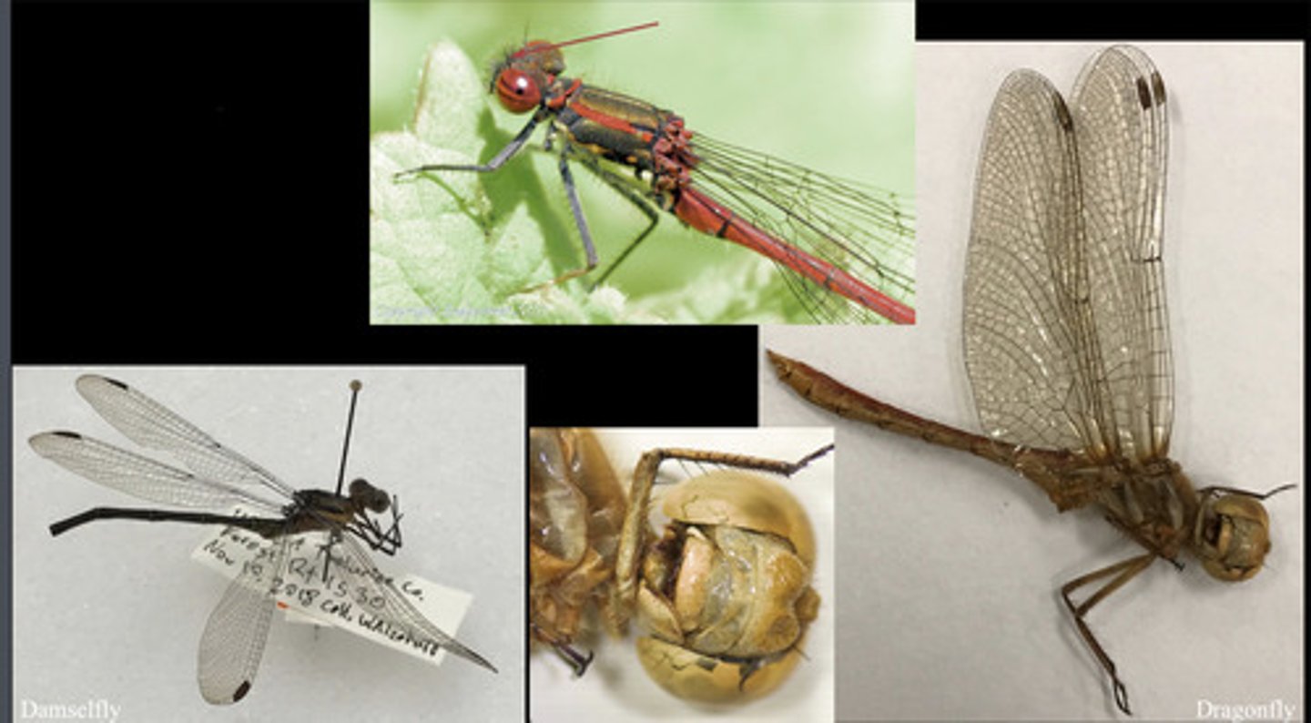 <p>- wings are elongate, many-veined and membranous</p><p>- large and many-faceted compound eyes</p><p>- setaceous antennae</p><p>- chewing mouthparts</p>