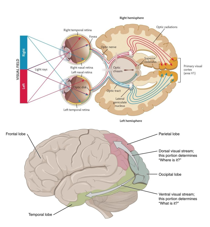 <p>1) <u>Netvlies</u></p><p>2) <u>Optisch chiasme</u></p><p>3a) <u>Laterale geniculate nucleus in thalamus</u></p><p>3b) <u>Colliculus superior (visuele tectum)</u></p><ul><li><p>oriënterende respons: zicht oriënteren</p></li><li><p>betrokken bij EMDR</p></li></ul><p>4) <u>Primaire visuele cortex (V1)</u></p><ul><li><p>occipitale kwab</p></li></ul><p>5) <u>Visuele associatiegebieden van cortex</u></p><ul><li><p>visuele info verder verwerkt</p></li><li><p>perirhinale cortex: visuele input herkennen (wie/wat)</p></li></ul><p></p>