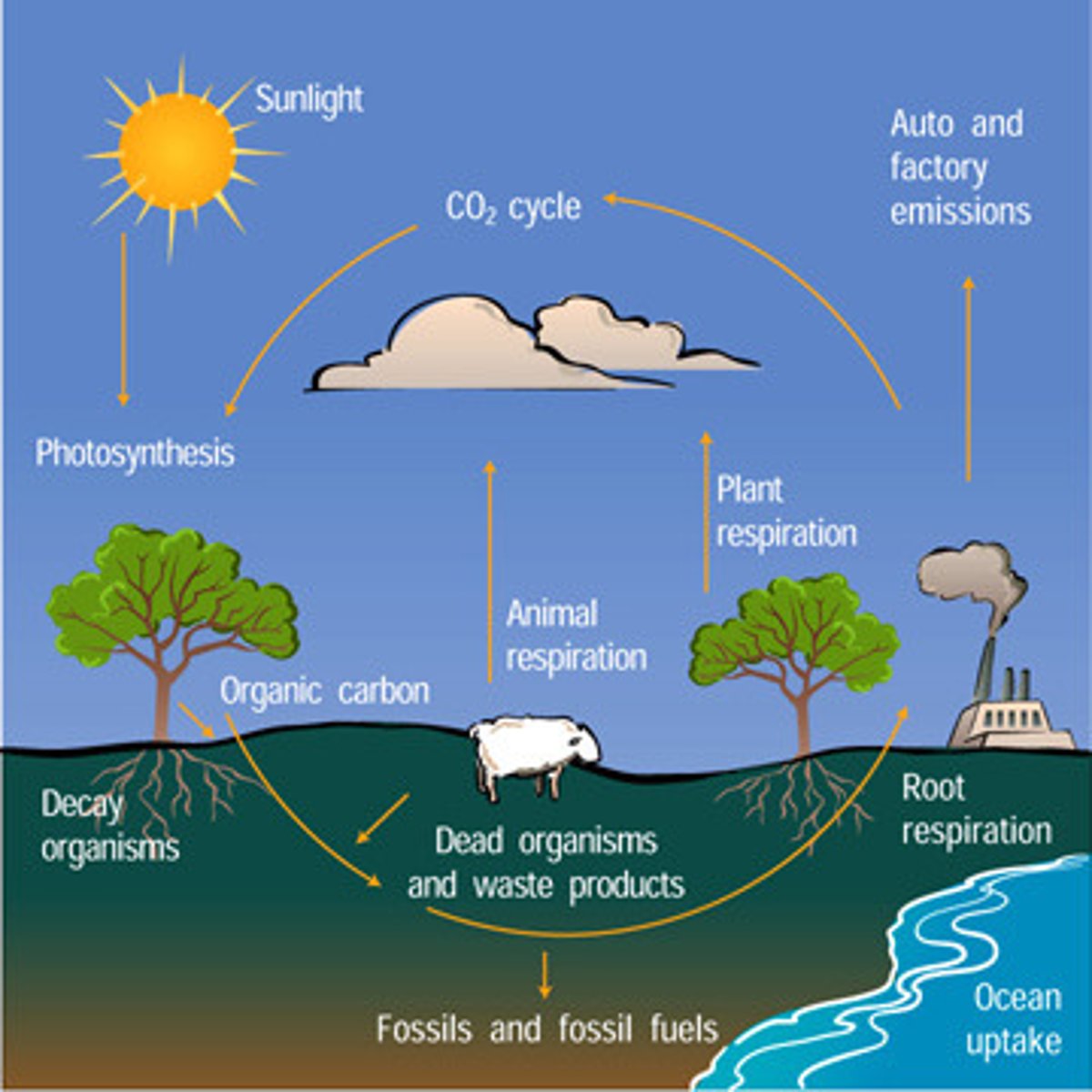 <p>movement of molecules that contain carbon (CO2, glucose, CH4) between reservoirs</p>