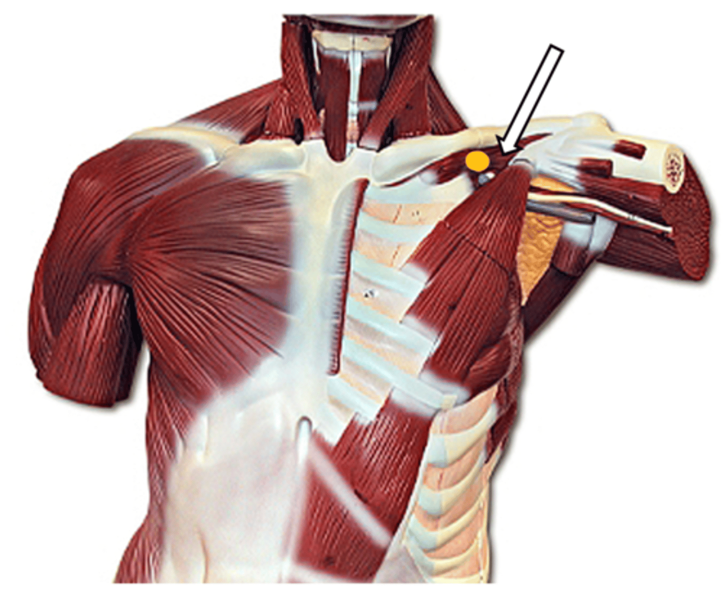 <p>name the muscle</p>