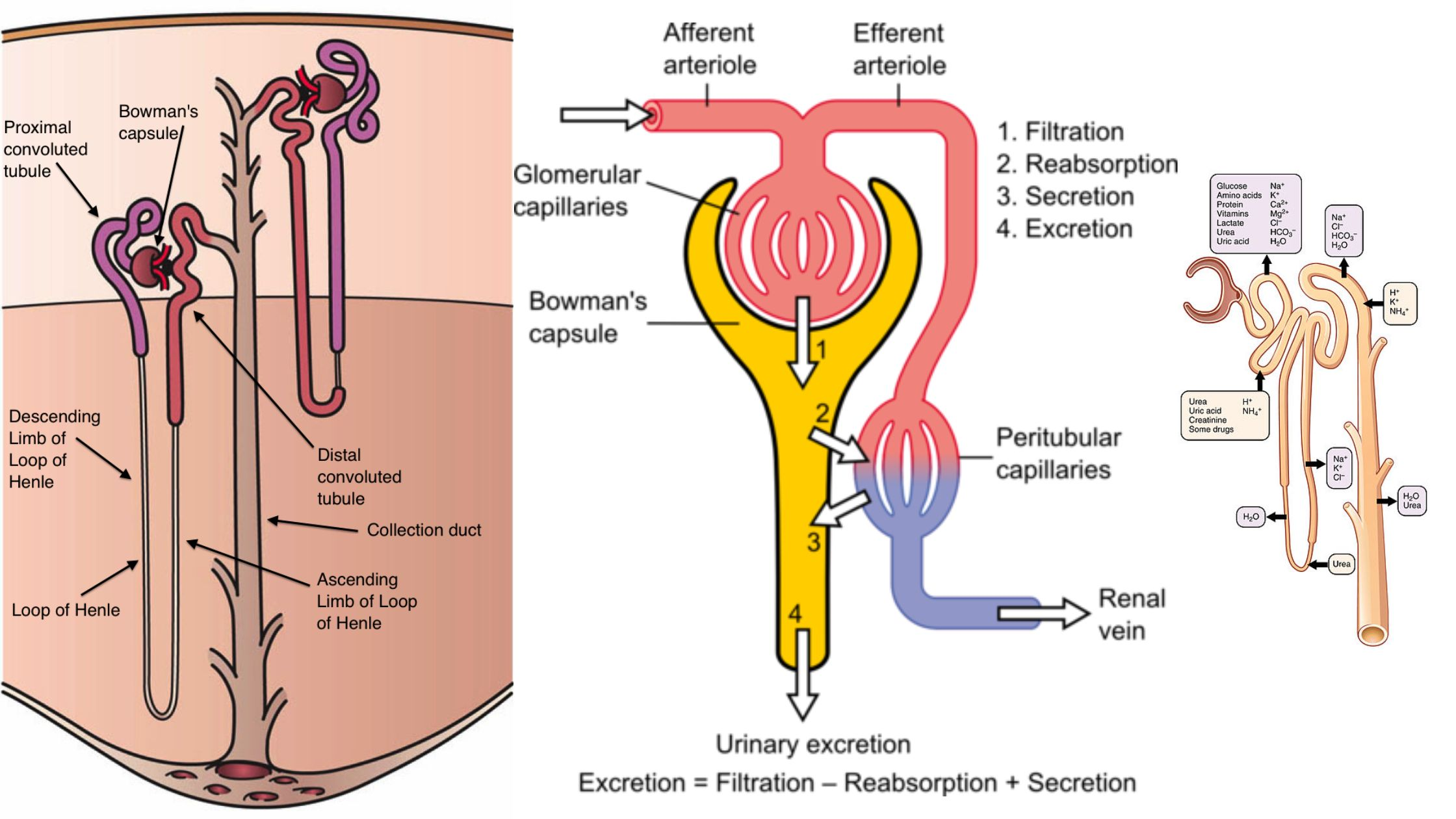 <p>Blood flow through the nephrons </p>