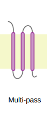 crosses membrane several times