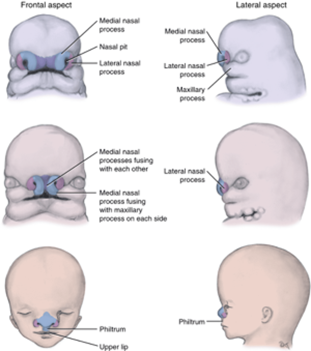 <p>UPPER LIP FORMATION:<br>- each <b>maxillary process</b> fuses with each <b>medial nasal process</b> (6th week) --> maxillary processes form <b>sides of lip</b> and medial nasal processes form <b>philtrum</b> (fusion completed during 7th week)<br><br>- <b>maxillary processes</b> partially fuse with <b>mandibular arch</b> --> <b>labial commissures</b><br><br>LOWER LIP FORMATION:<br>formed by <b>mandibular arch</b></p>