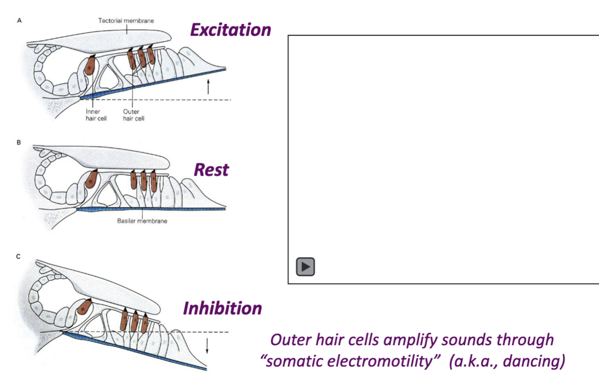 <p>basilar membrane movemements - down is inhibition and up is excitation</p>