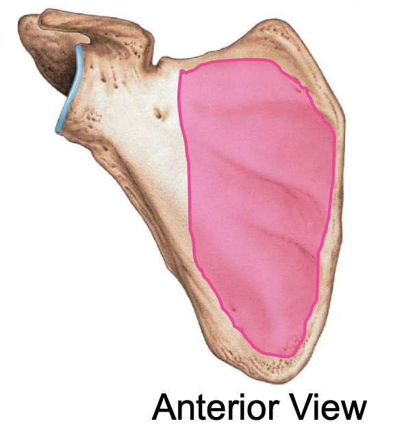 <p>Subscapularis fossa of the scapula</p>