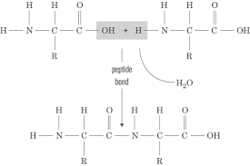 <ul><li><p>Losing water</p></li><li><p>Enzymes are involved as a catalyst</p></li><li><p>Carbon from carboxyl bonds to Nitrogen from Amine group</p><ul><li><p>Carbon gains a double bond to Oxygen (Carbonyl)</p></li><li><p>Nitrogen gains a single bond to Hydrogen</p></li></ul></li></ul>