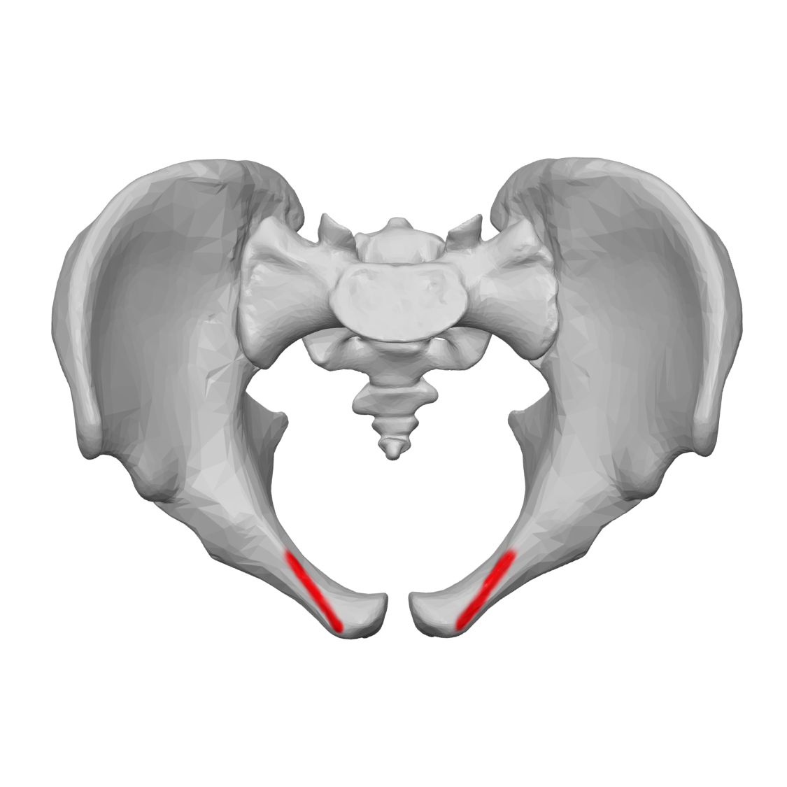 <p>extends diagonally across the pubis and merges with the arcuate line</p>