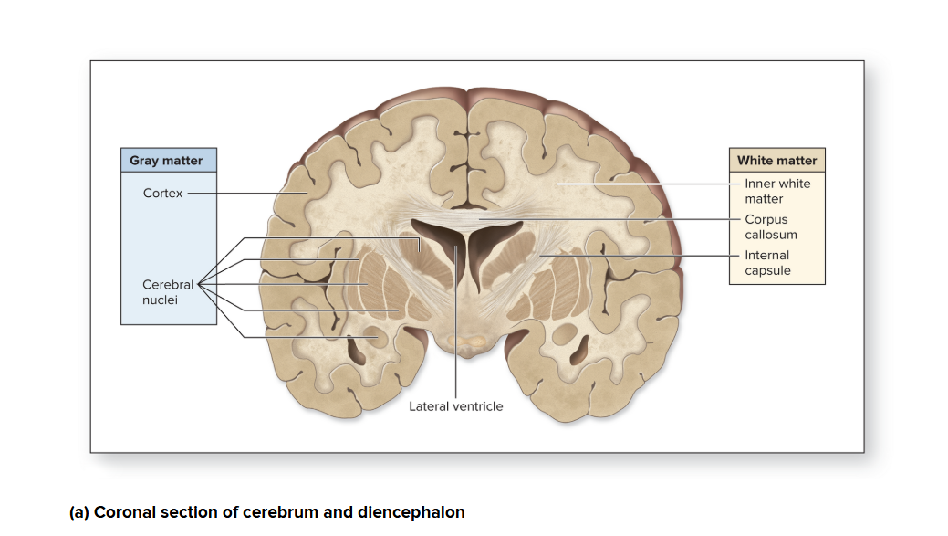 <p>Organization of Neural Tissue Areas in the brain</p><ul><li><p>Gray and White matter</p></li></ul><p></p>