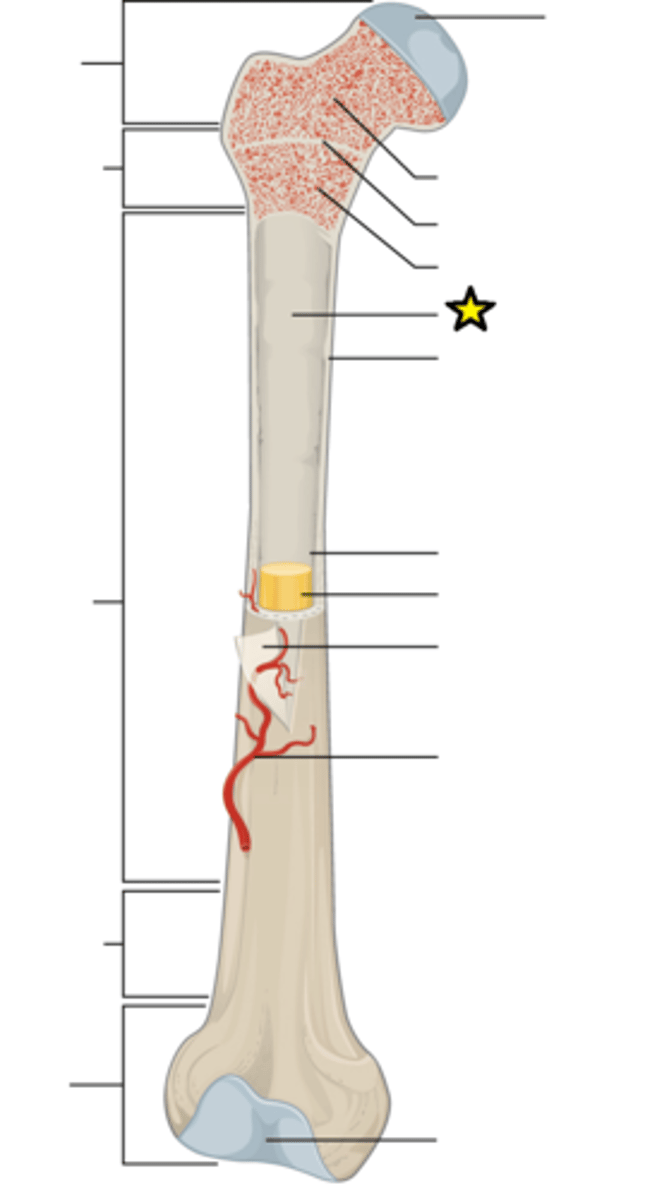 <p>Membranous lining of the hollow cavity of the bone</p>