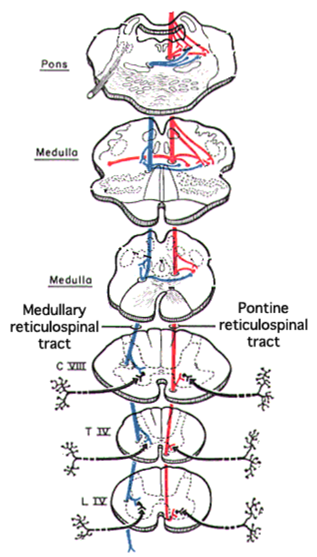 <p>Pontine (Medial) Reticulospinal Tract</p>