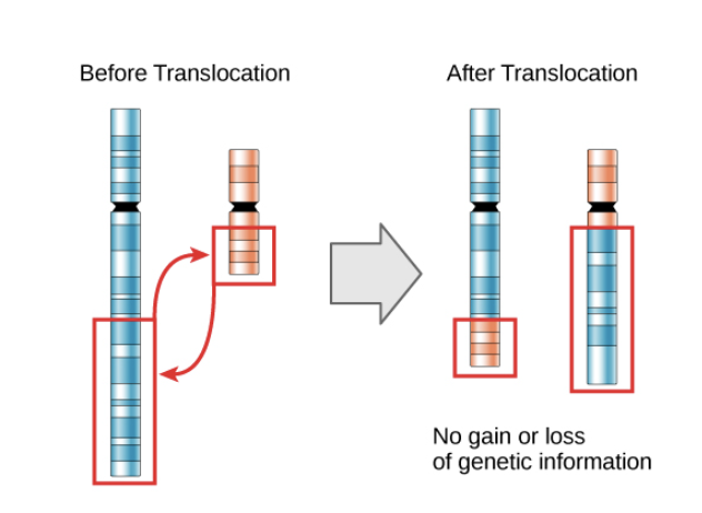 <p>spilling of heterochromatin</p>