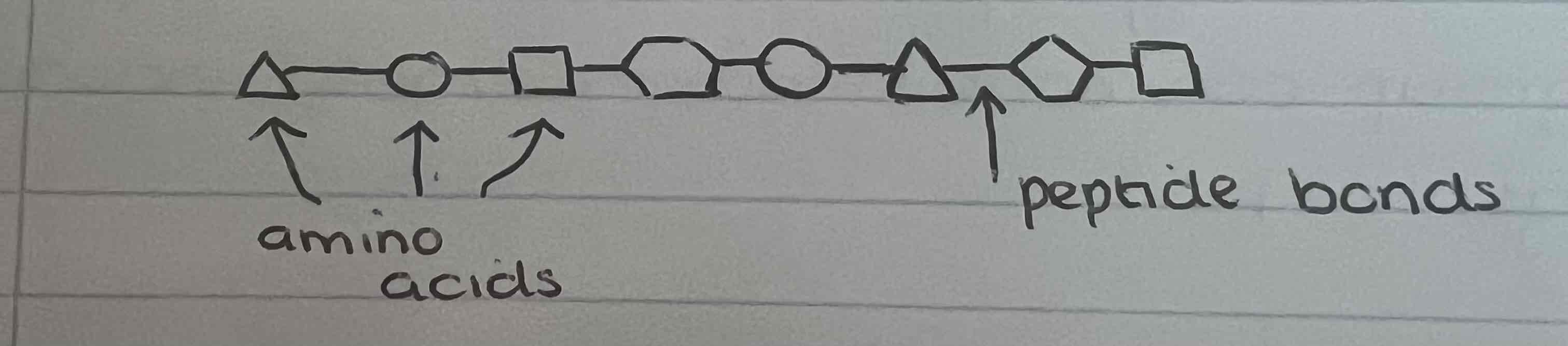 <p>Order, number and sequence of amino acids</p>