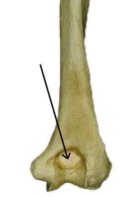 <p>large depression posterior on distal end (humerous)</p>