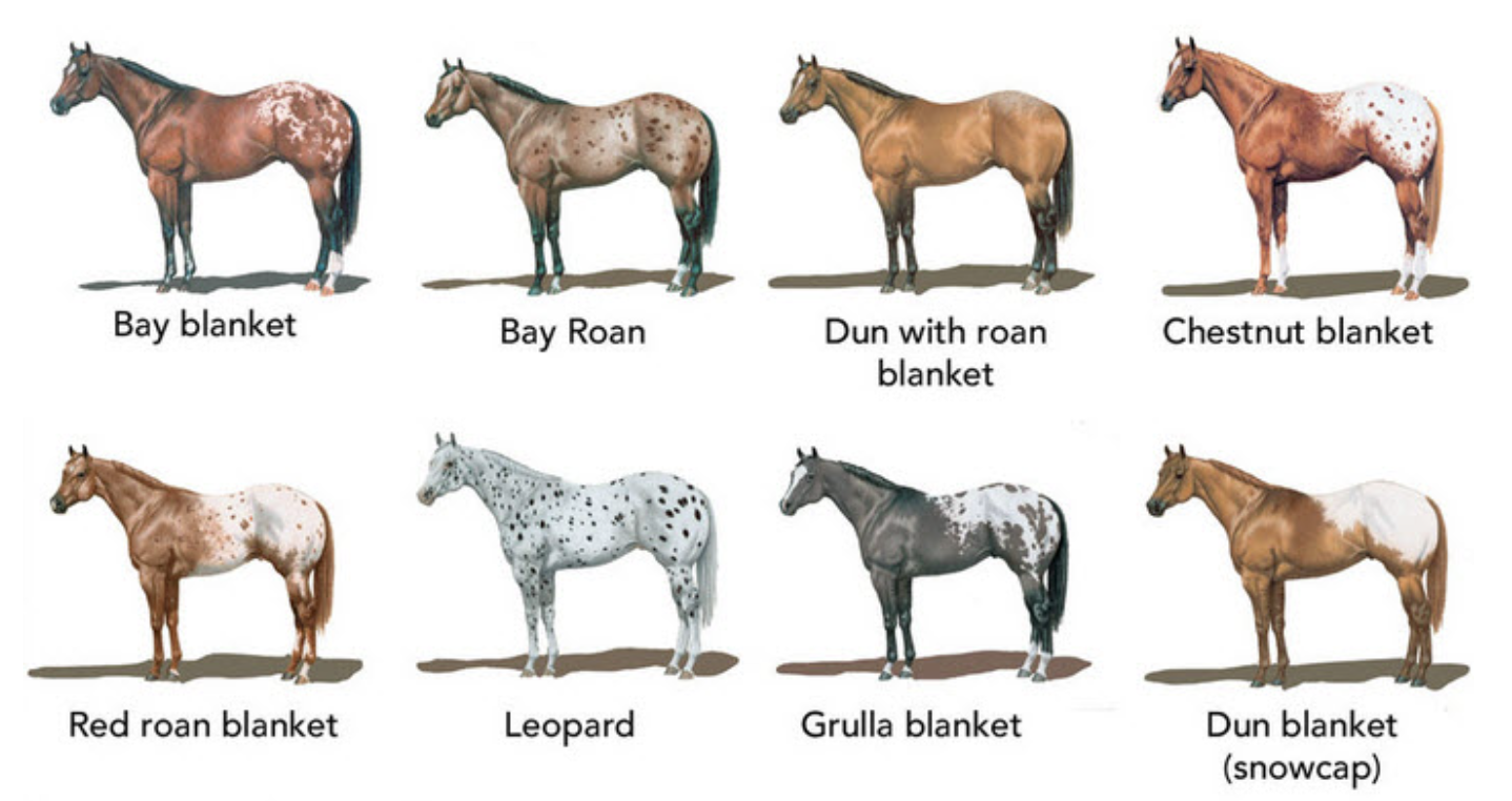Horse breeds Flashcards Knowt
