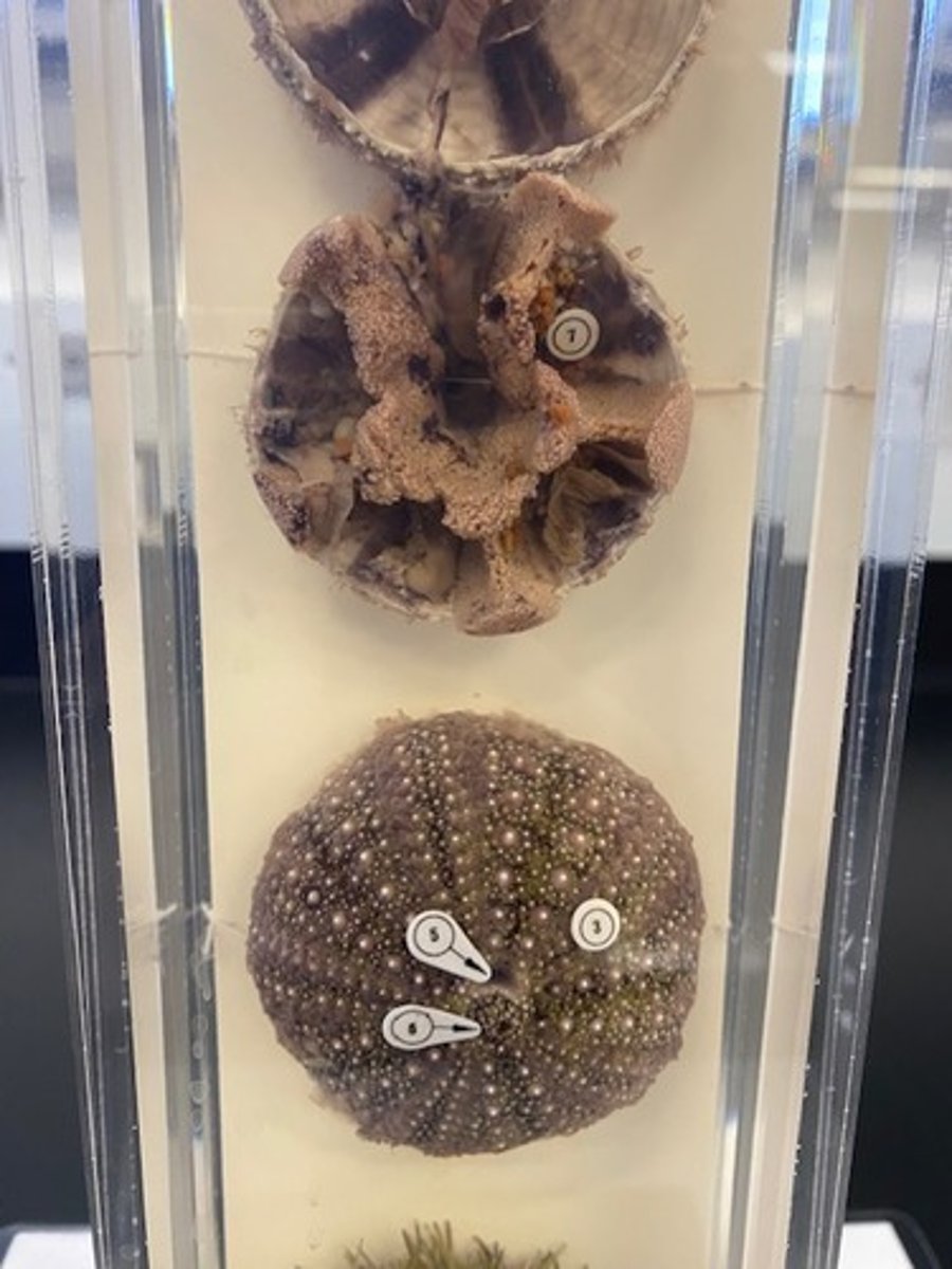 <p>What is structure number 7?</p>