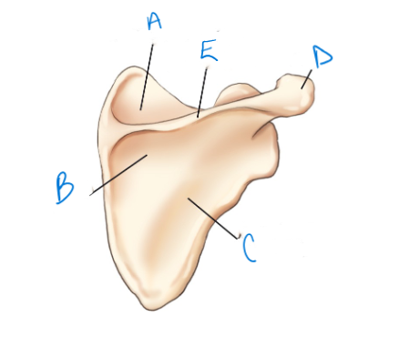 <p>label A-E accordingly </p>