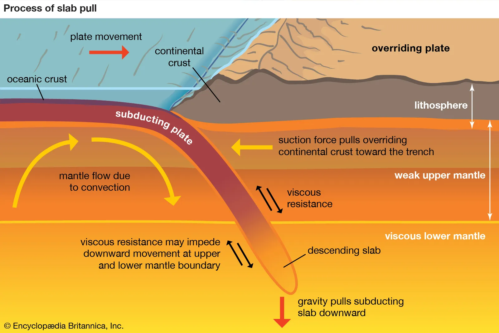 <ul><li><p>unclear but some continue down into lower mantle</p></li><li><p>may even sink all the way to the core-mantle boundary</p><ul><li><p>potential cause of mantle plumes</p></li></ul></li></ul><p></p>