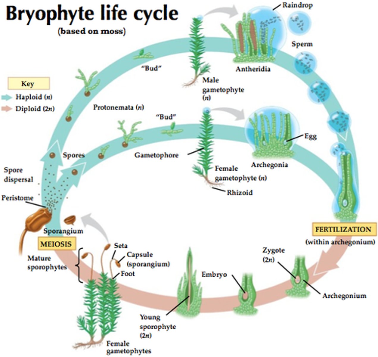 <p>nonvascular plant; examples are mosses and their relatives</p>