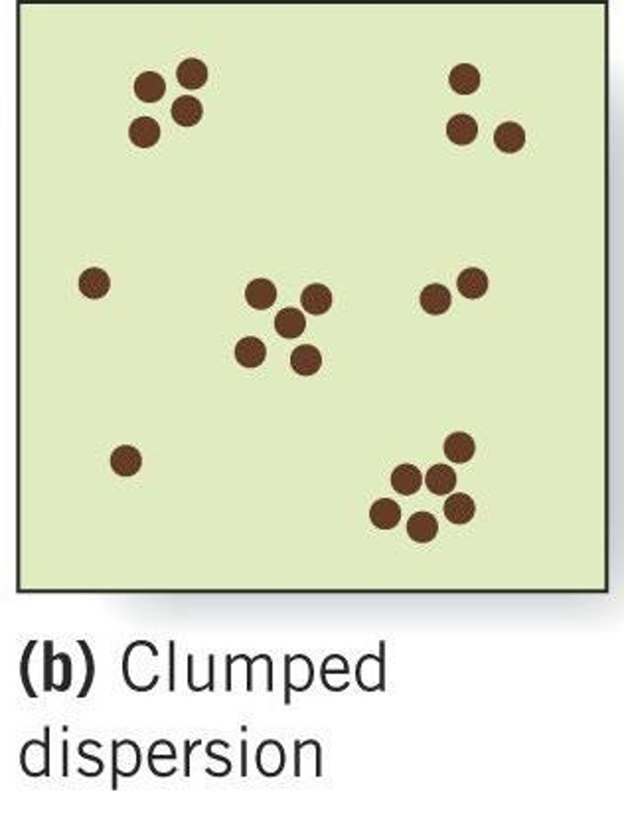 <p>Individuals occur in groups or patches.</p>