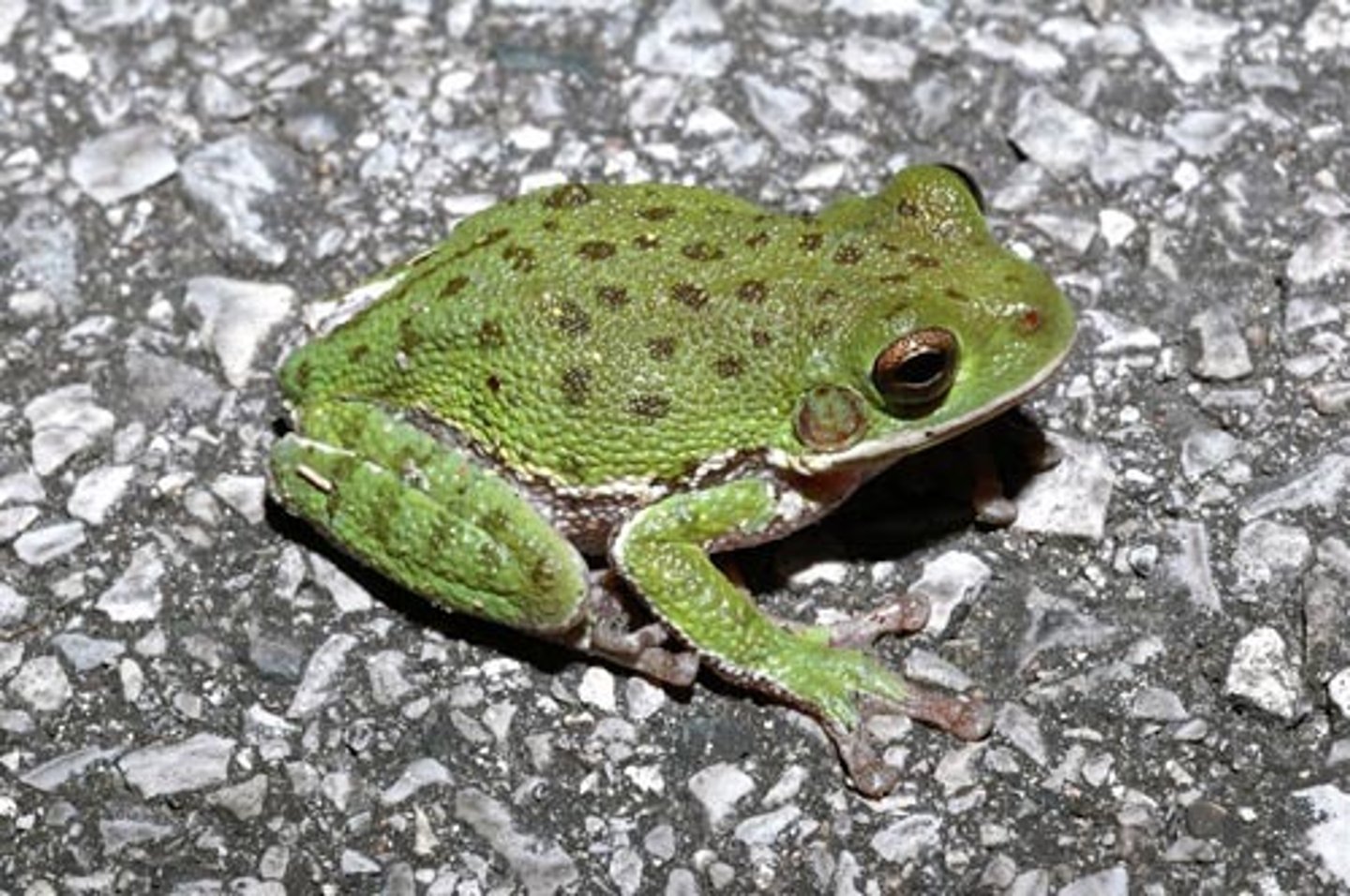 <p>Barking Treefrog</p>