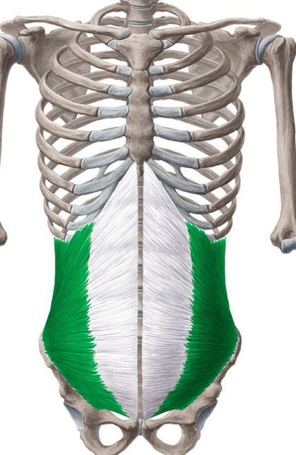 <p>Internal abdominal oblique insertion</p>