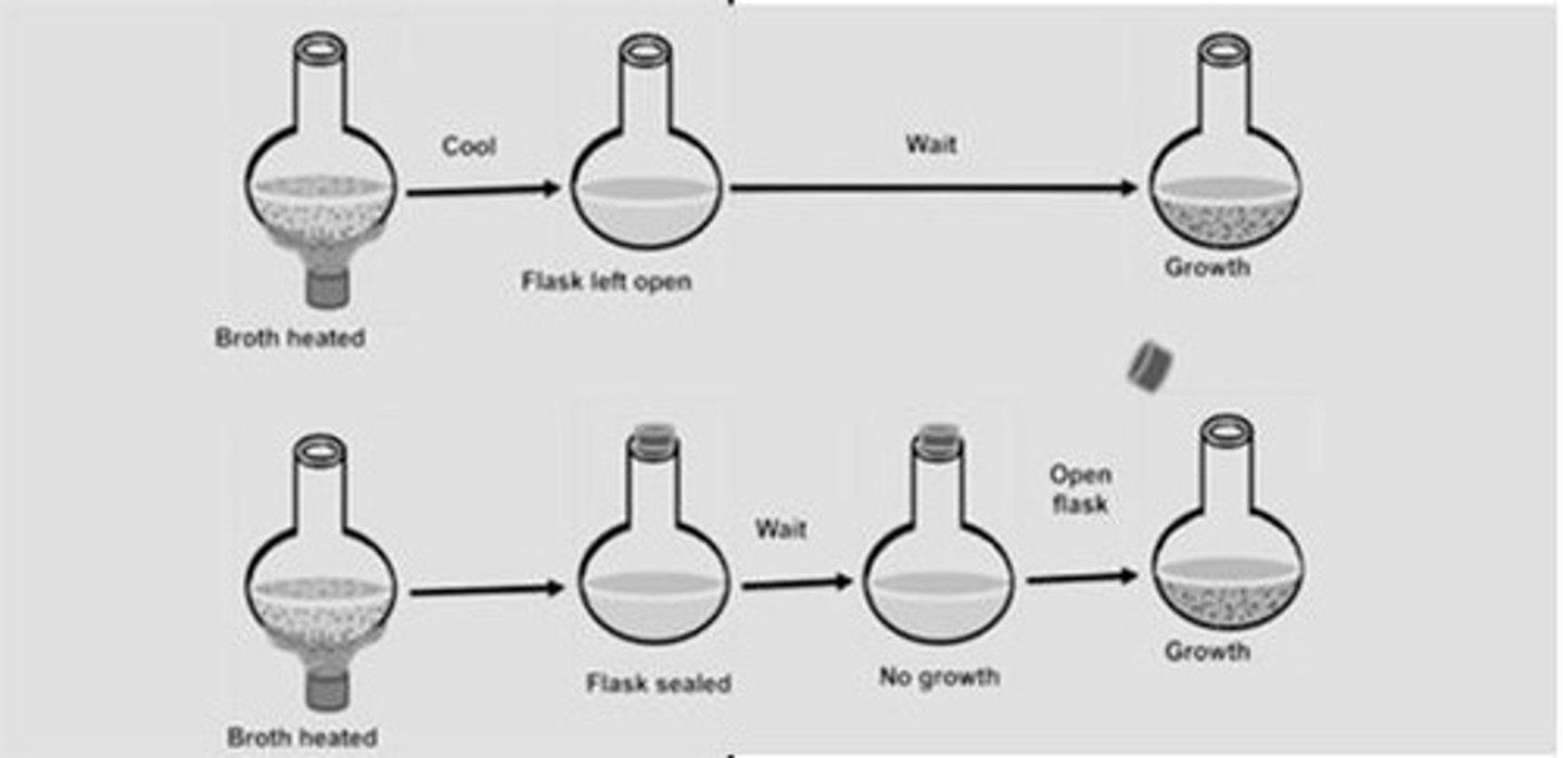 <p>Developed swan-necked flask experiment disproving spontaneous generation.</p>