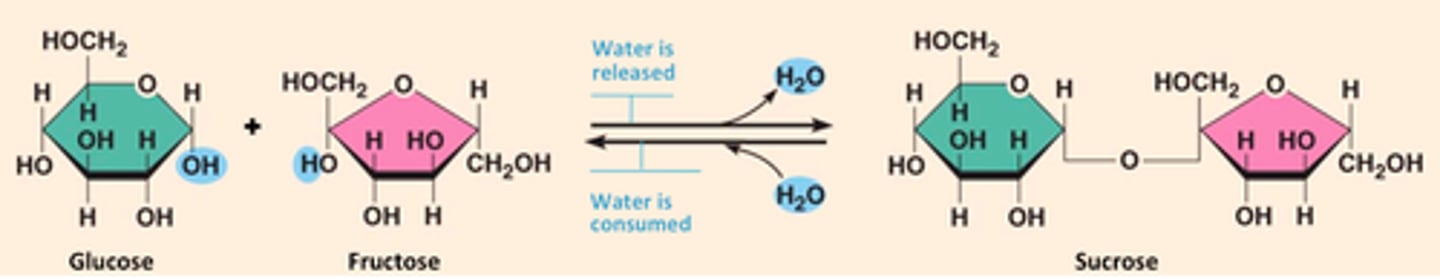 <p>Hydrolysis</p>