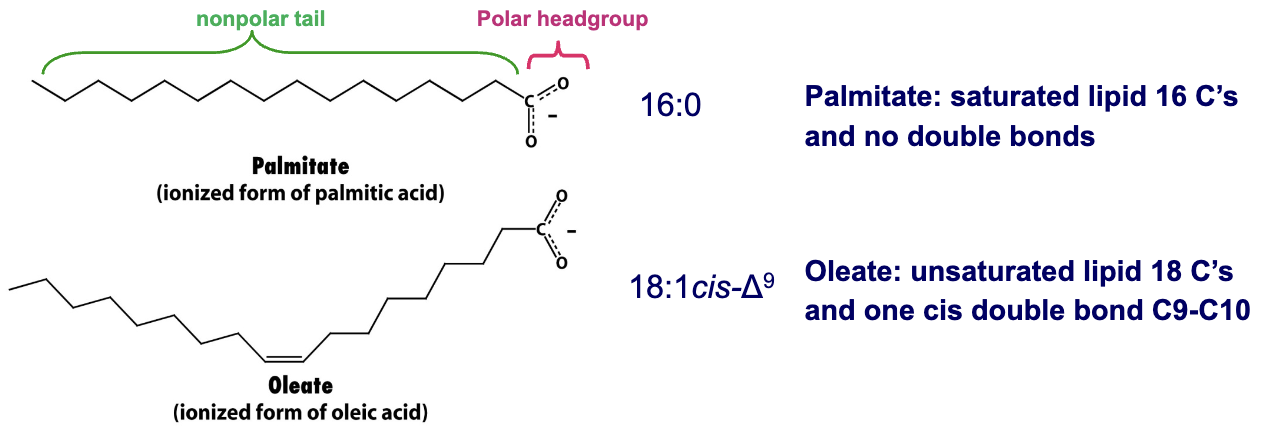 <p>Saturated- Saturated fatty acids have a carbon chain where every carbon atom is bonded to the maximum number of hydrogen atoms→ no C=C bonds</p><p>Unsaturated-<span> Unsaturated fatty acids have one or more double bonds between carbon atoms</span></p><p><span>Saturated→ Palmitate</span></p><p><span>Unsaturated→ Oleate</span></p>