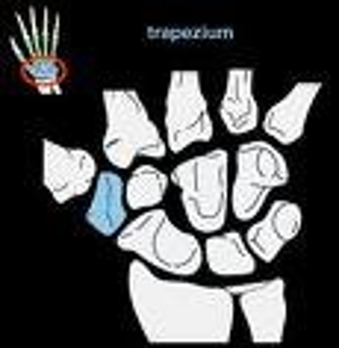 <p>the dinosaur-shaped carpal bone</p>