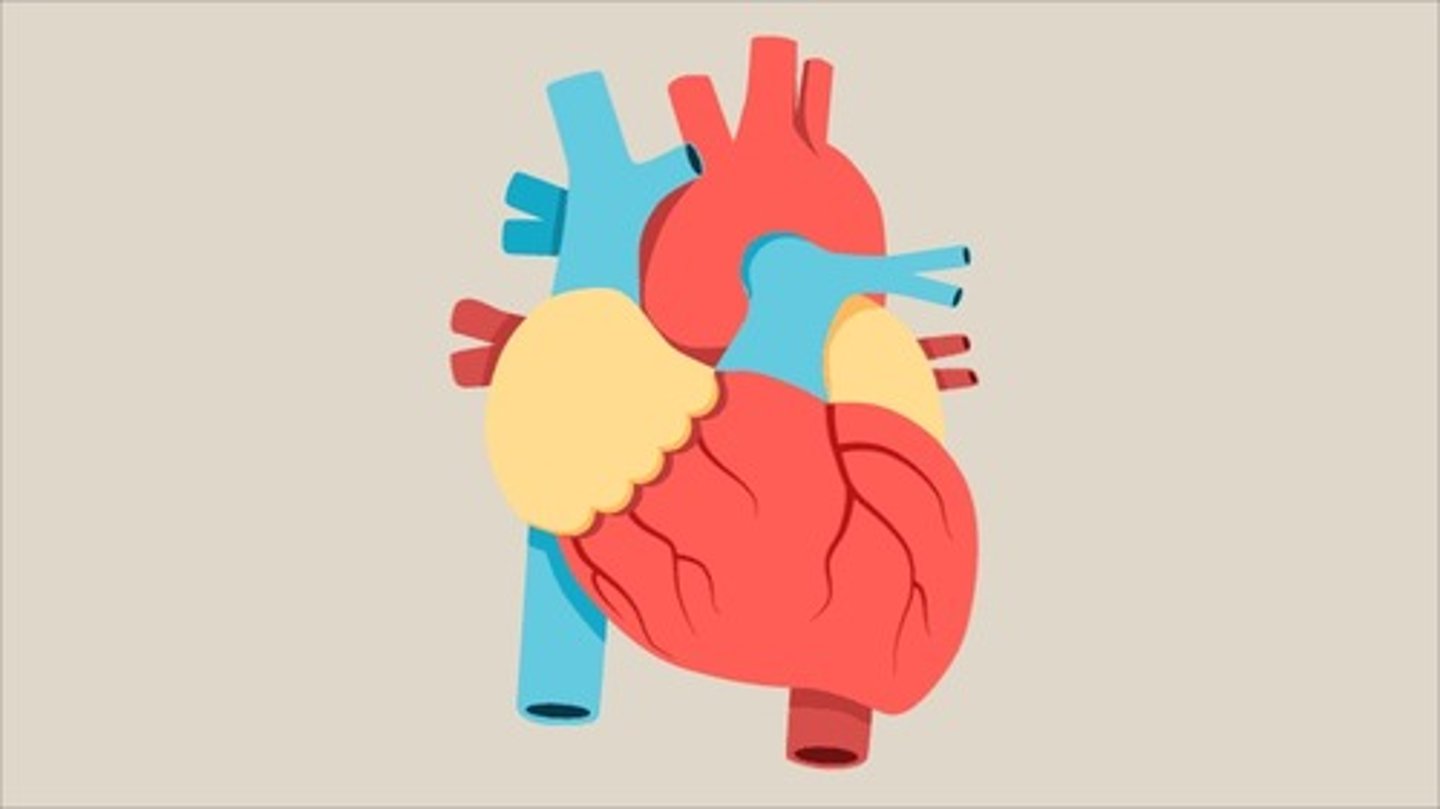 <p>heart</p>
