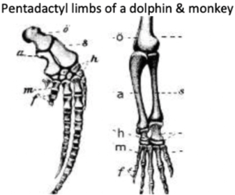 Compare the pentadactyl limbs pictured here