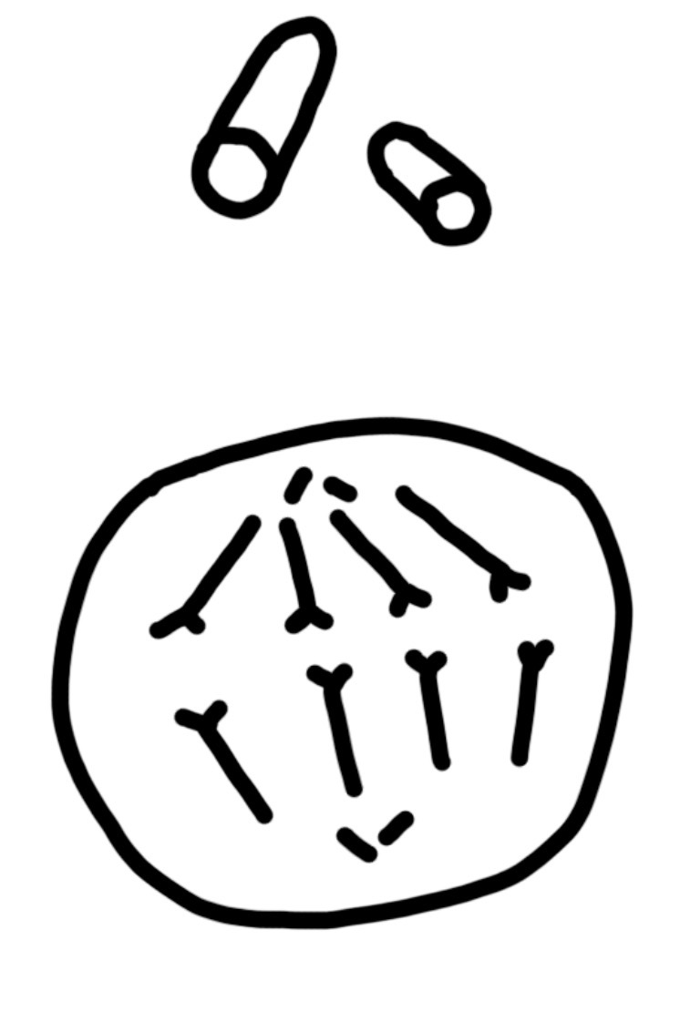 <p>helps pull apart the chromosomes during mitosis and meiosis</p>