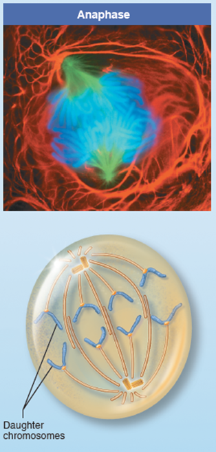 <p>Centromeres come apart and 2 sister chromatids are pulled to opposite poles</p>