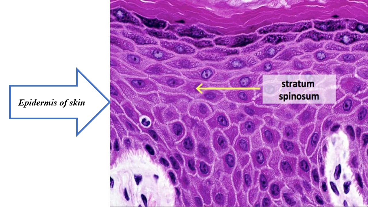 <p>Epidermis of skin – LM</p>