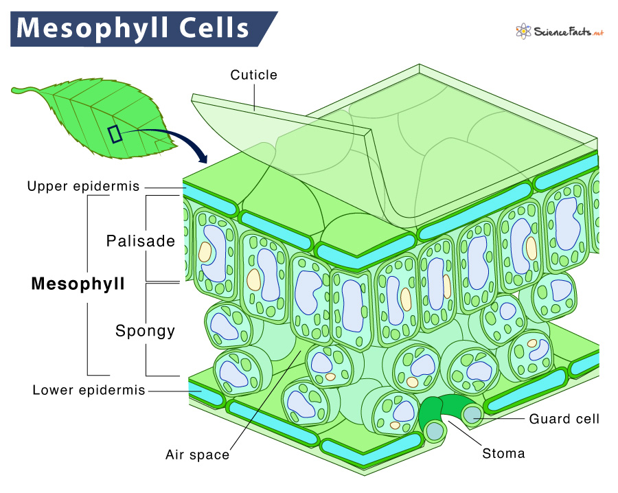 <ul><li><p>Mesophyll cells</p></li><li><p>Round and oval</p></li><li><p>Between the upper and lower epidermis of the leaf</p></li></ul><p></p>