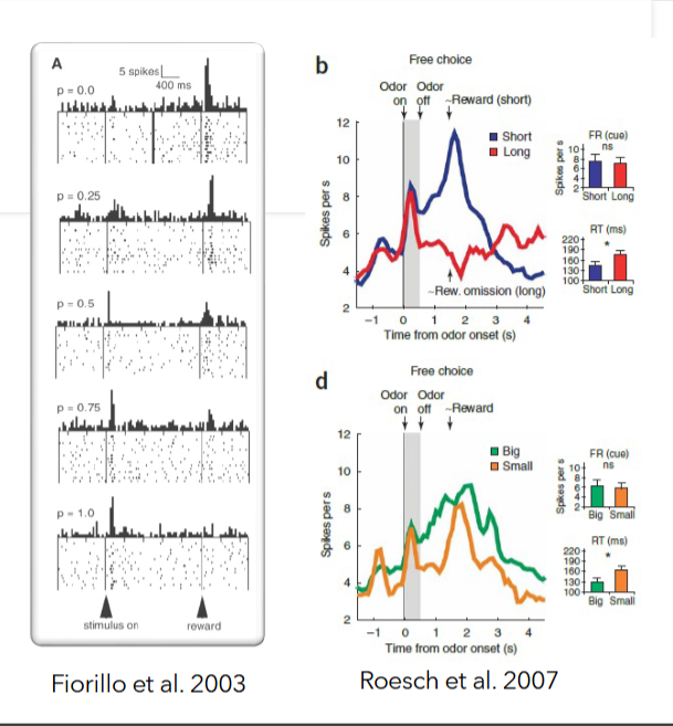<p>substantia nigra which type of prediction?</p><p>ventral tegmental area which type of prediction?</p>