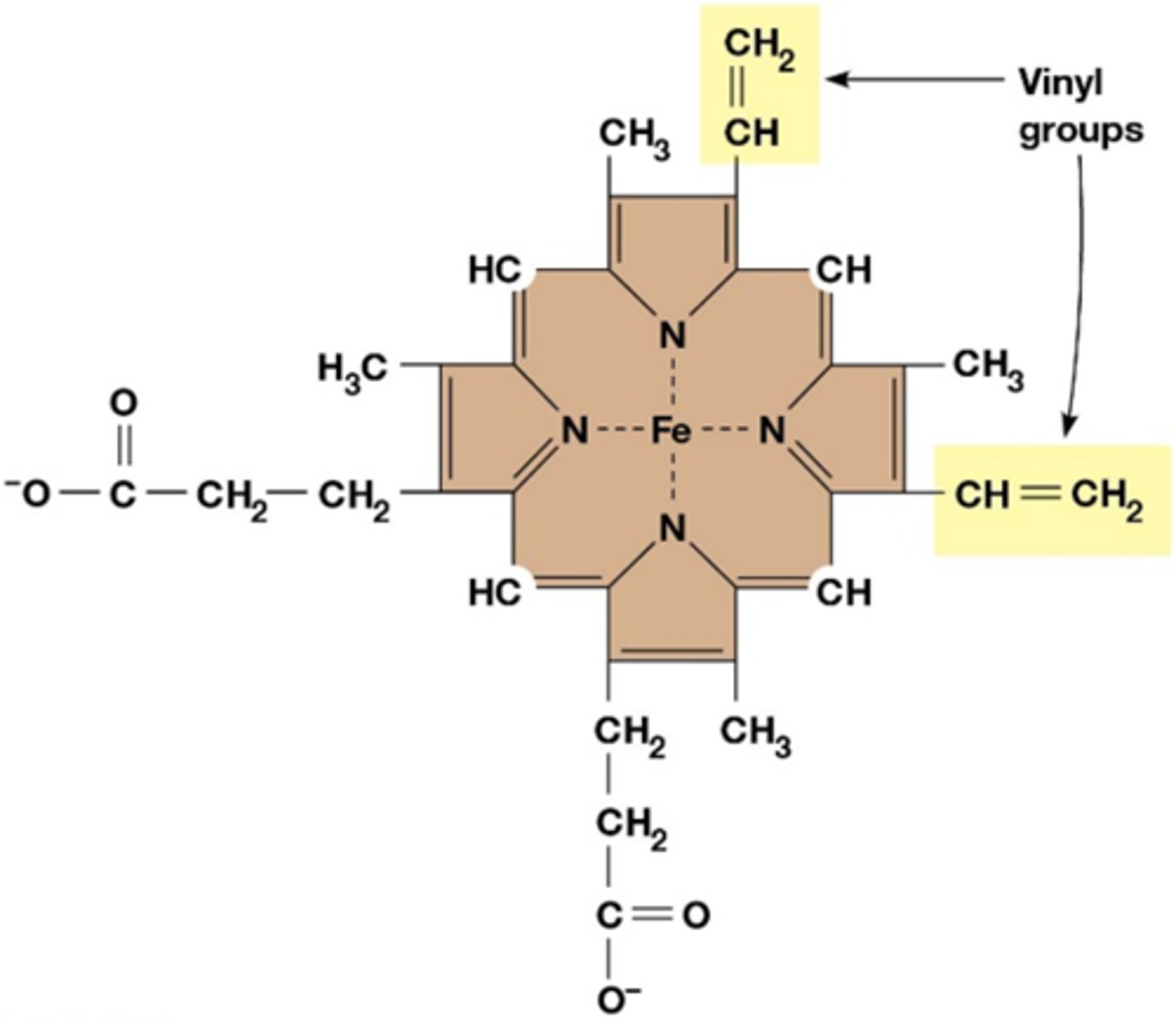 <p>Een heemgroep is een porfyrinering met een centraal ijzeratoom (Fe), dat elektronen kan transporteren door te wisselen tussen Fe²⁺ en Fe³⁺. </p><p>Het kan covalent (via vinylgroepen) of niet-covalent aan het eiwit gebonden zijn, afhankelijk van het type eiwit.</p>