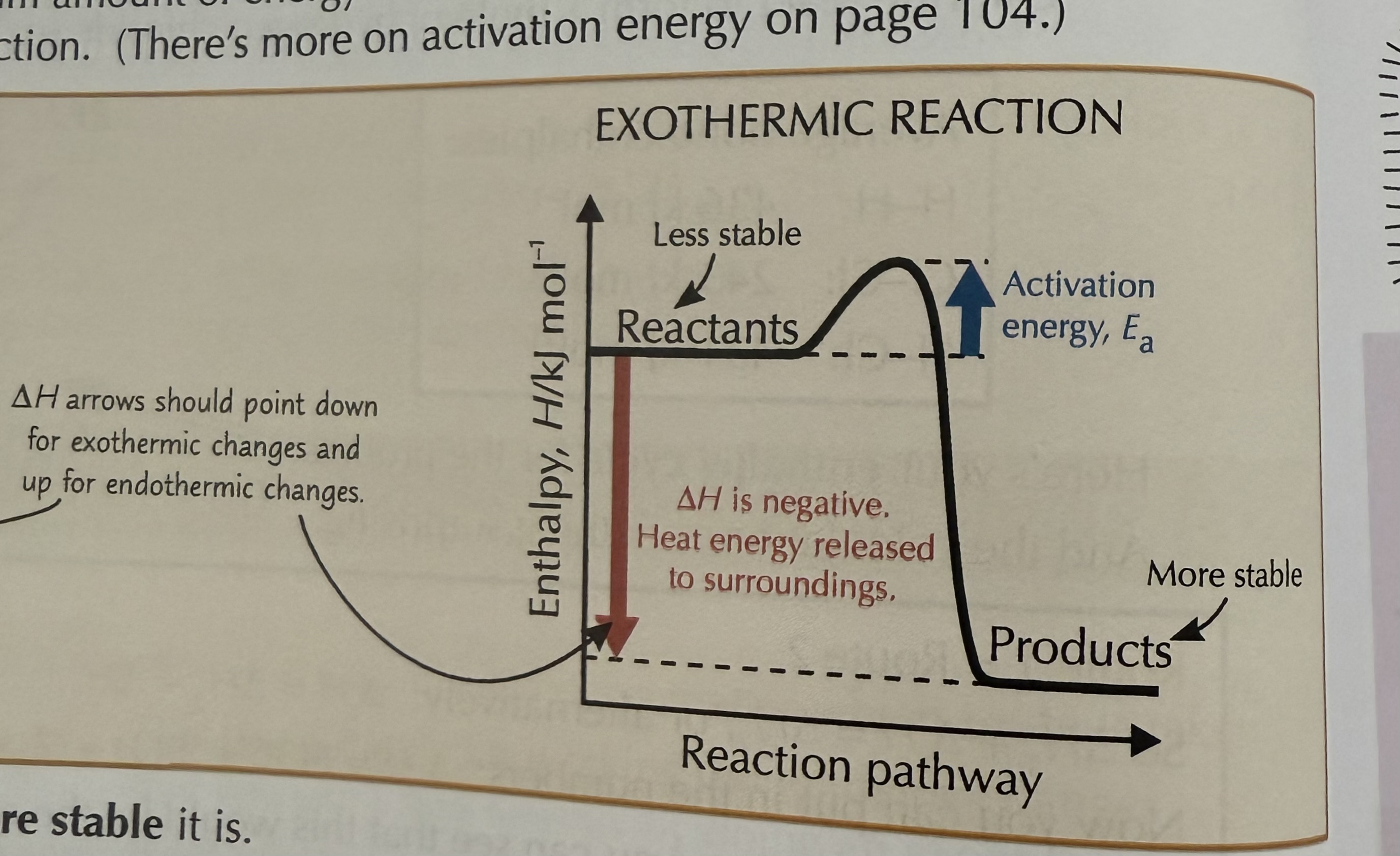 <p>A chemical reaction that transfers heat energy into its surroundings</p>
