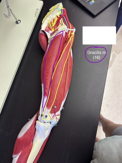 <p>Gracilis muscle. </p>